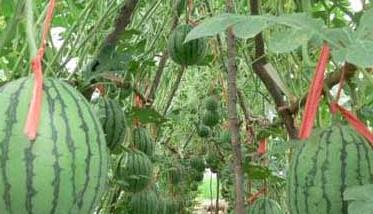 西瓜种植方法