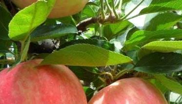 防治苹果果树病害最主要方法是增强树势