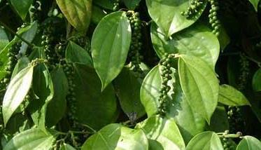 胡椒的种植技术 山胡椒的种植技术