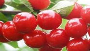 12种温室大樱桃品种引种情况分析（温室大樱桃产量）