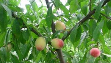 桃树的种植技术 桃树的种植技术视频