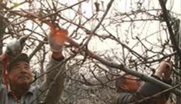 果树越冬灾害：冻害、霜冻与日灼的预防方法