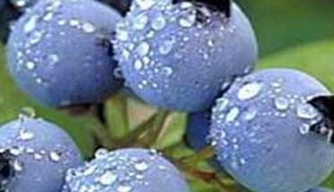 蓝莓种植：蓝莓高效种植技术介绍