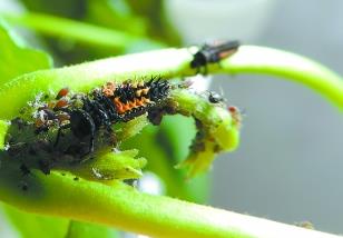 用瓢虫防治温室蚜虫 瓢虫是蚜虫的天敌吗