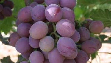葡萄的种植前景 葡萄种植市场前景