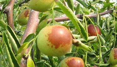 种植冬枣树要了解冬枣树的习性 种植冬枣树有没有发展前景