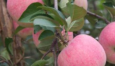苹果树种植方法