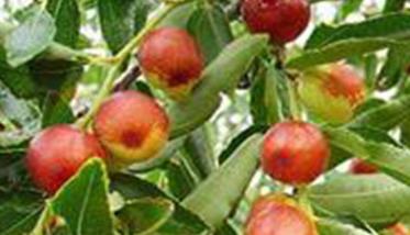 枣树病虫害防治全攻略，怎样防治枣树病虫害