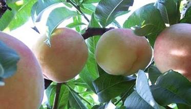 桃树种植注意事项