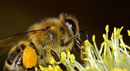 2022年养蜜蜂有前景吗 蜜蜂养殖有前景吗