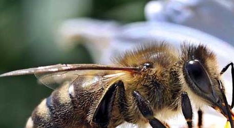 定点养蜂一人能养多少箱 业余养蜂多少箱合适