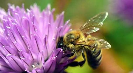 蜜蜂怕什么气味会出巢 蜜蜂进家里有什么预兆作巢