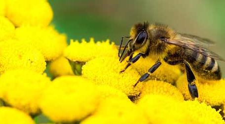 蜜蜂的采集范围有多大 蜜蜂采蜜范围有多大