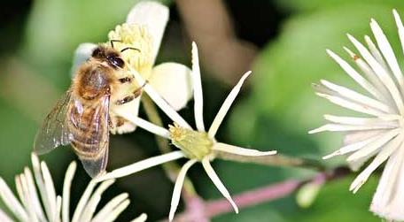 蜜蜂为什么要采水 蜜蜂采水会跑多远采水