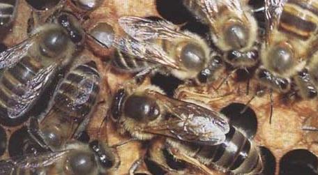 中华蜜蜂有多少种 中华蜜蜂的种类及图片大全