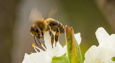蜜蜂为什么要采盐 蜜蜂为什么要采盐酷蜜蜂