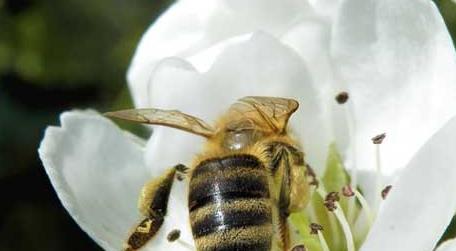 蜜蜂为什么在巢门口扇风（巢门前有很多扇风的蜜蜂为什么）