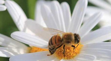 家里来蜜蜂是什么预兆 家里来蜜蜂是什么预兆?|蜂蜜网