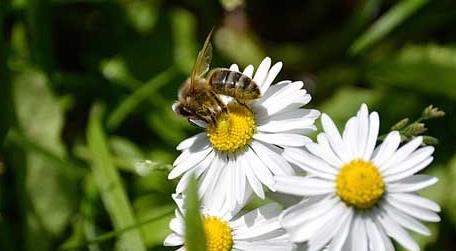 蜜蜂工蜂从卵到出房需要几天 蜜蜂从卵到蜂需要几天