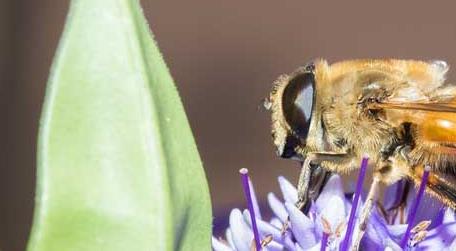 被蜜蜂蛰了怎样处理 被蜜蜂蛰了怎么处理最简单