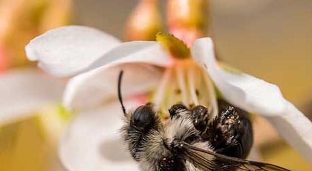 养蜂人为什么都长寿 养蜂的人为什么长寿