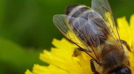 工蜂与蜂王之间属于什么关系 工蜂和蜂王是什么关系
