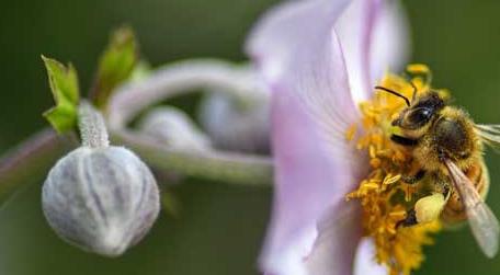 蜜蜂中的工蜂主要吃什么 蜂群中工蜂吃什么食物
