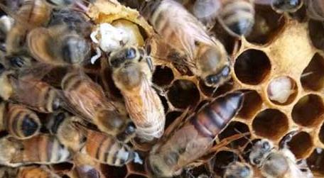 东北黑蜂和意蜂哪个好 东北黑蜂是中蜂还是意蜂