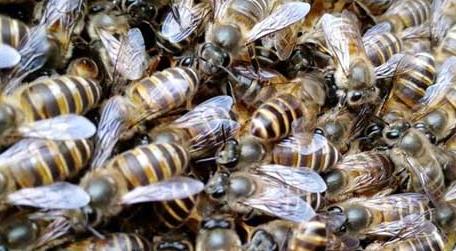 雄蜂试飞后多久发生分蜂 雄蜂出房多久会自然分蜂