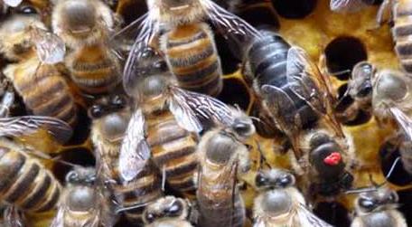 雄蜂是蜂王产卵发育的吗 蜂王产雄蜂工蜂产雄蜂区别