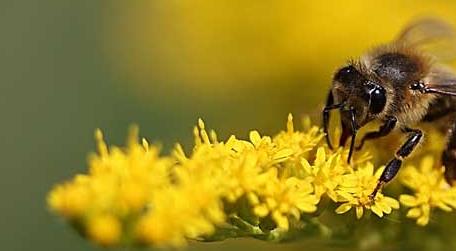 蜜蜂来家里是福还是祸求解 蜜蜂来家里是福还是祸