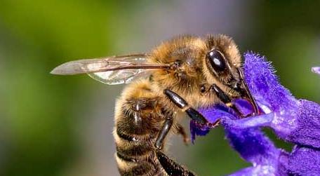 今年蜜蜂为什么没采到蜜 蜜蜂会发现蜜没了吗