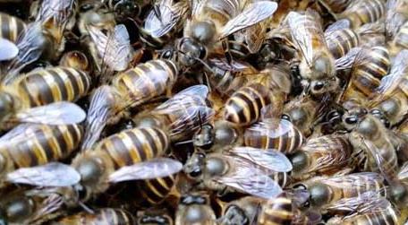 可以在家养蜜蜂吗 在农村可以养蜜蜂吗