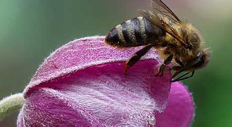 蜜蜂是害虫还是益虫（蜜蜂是害虫还是益虫它是捉什么虫的）