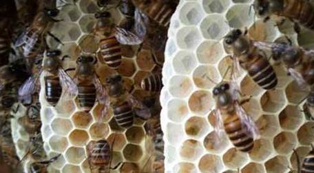 在农村养蜜蜂要花多少钱 养蜜蜂要多少本钱
