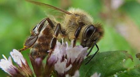 蜜蜂的特点和生活特征 蜜蜂的特点和生活特征和外形描写