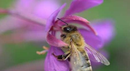 被蜜蜂蛰多久过危险期 被蜜蜂蛰多久过危险期?