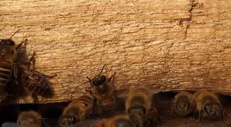 东方蜜蜂的种类及图片大全（各种蜜蜂的种类及图片和名称）