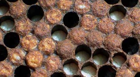 雄蜂出房多久会自然分蜂 雄蜂从卵到出房要多少天
