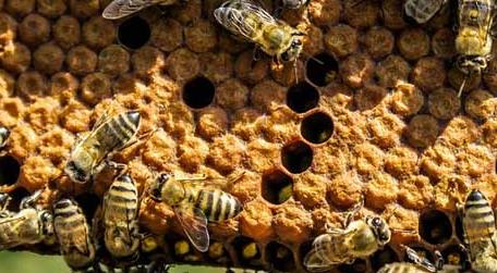 蜂群中出现雄蜂怎么办 蜂群中雄蜂太多是什么原因