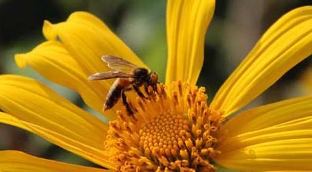 小蜜蜂和大蜜蜂的区别 小蜜蜂和大蜜蜂哪个的蜂蜜好