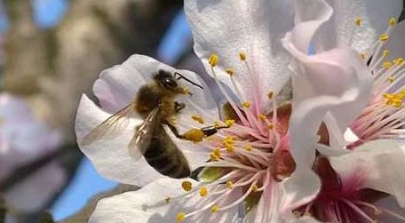 蜜蜂不酿蜜是什么原因 不酿蜜的蜂是什么蜂