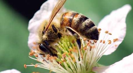 蜜蜂酿蜂蜜是为了什么（蜜蜂酿制蜂蜜是为了什么）