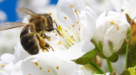 蜜蜂采蜜是什么季节 蜜蜂采蜜的季节是哪个季节