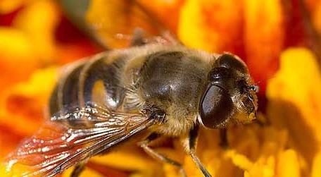 蚂蚁和蜜蜂是一类吗 蜜蜂和蚂蚁有什么区别