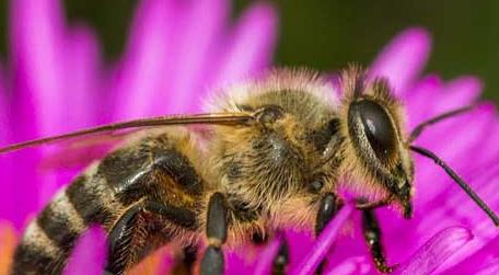 蜜蜂灭绝了世界会怎样 蜜蜂要灭绝了吗