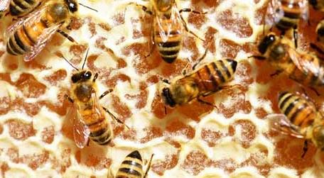 蜜蜂吃白糖会产蜂蜜吗 蜜蜂可以直接吃白糖吗