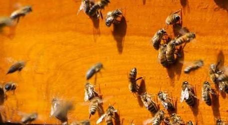 蜜蜂过冬的温度是多少 蜜蜂越冬最适温度是多少