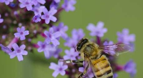蜜蜂蛰了怎么消肿止痒可以除牙膏吗 蜜蜂蛰了用牙膏能消肿止痒吗