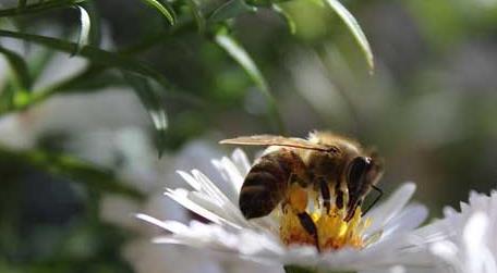 有哪些赞美蜜蜂的诗句 赞美蜜蜂的诗有什么